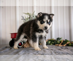 Small Photo #13 Siberian Husky Puppy For Sale in SHREVE, OH, USA