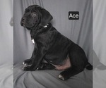 Puppy Ace Cane Corso