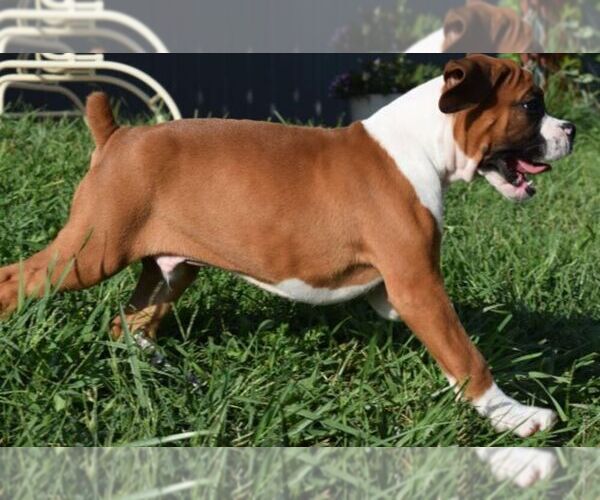 Medium Photo #7 Boxer Puppy For Sale in HUMBOLDT, NE, USA
