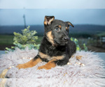 Small Photo #9 German Shepherd Dog Puppy For Sale in REBERSBURG, PA, USA