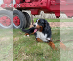 Small Photo #15 Bernese Mountain Dog Puppy For Sale in ENOCH, UT, USA