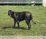 Small #3 Brazilian Mastiff