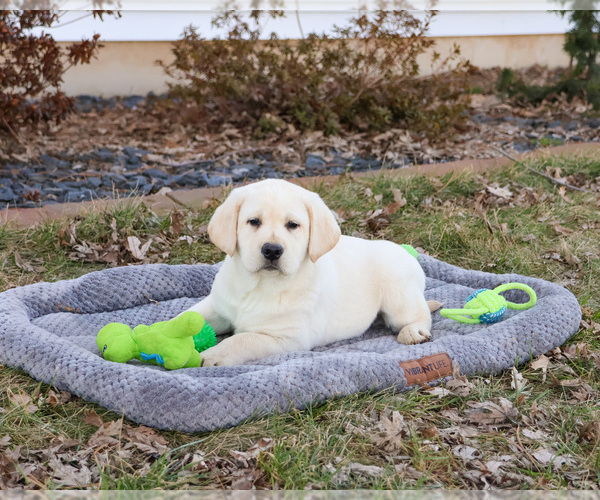 Medium Photo #7 Labrador Retriever Puppy For Sale in SYRACUSE, IN, USA