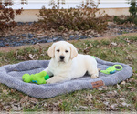 Small #6 Labrador Retriever