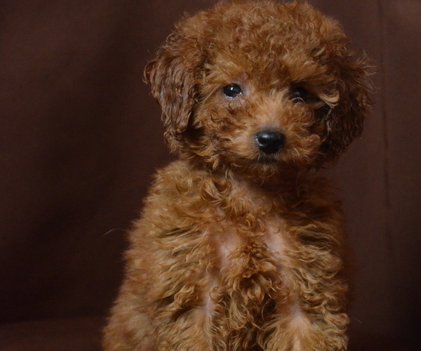 Medium Photo #3 Poodle (Miniature) Puppy For Sale in PATERSON, NJ, USA