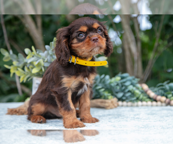 Medium Photo #4 Cavalier King Charles Spaniel Puppy For Sale in SALEM, IN, USA