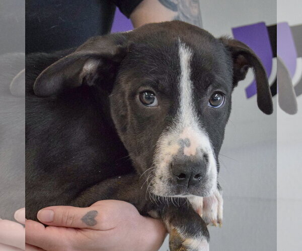 Medium Photo #6 Great Dane-Labrador Retriever Mix Puppy For Sale in Huntley, IL, USA