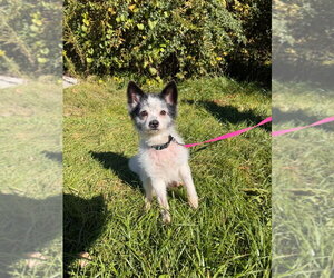 Rocket - Male Chihuahua-Unknown Mix Dog for Adoption - Photo #3