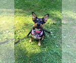 Small Photo #6 German Shepherd Dog-Unknown Mix Puppy For Sale in Brewster, NY, USA