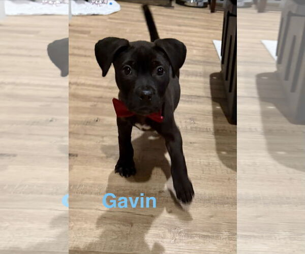 Medium Photo #1 Staffordshire Bull Terrier-Unknown Mix Puppy For Sale in The Woodlands, TX, USA