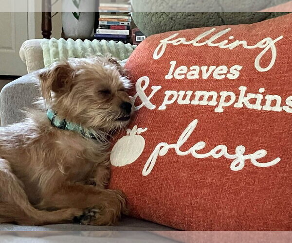 Medium Photo #3 Mutt Puppy For Sale in Mundelein, IL, USA