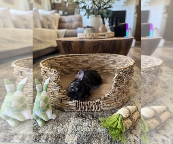 Medium Photo #9 French Bulldog Puppy For Sale in BONNEAU, SC, USA