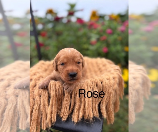 Medium Photo #5 Golden Retriever Puppy For Sale in ROCK VALLEY, IA, USA
