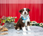 Small #4 Miniature Australian Shepherd