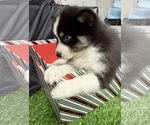 Small Photo #41 Pomsky-Shiba Inu Mix Puppy For Sale in NASHUA, NH, USA