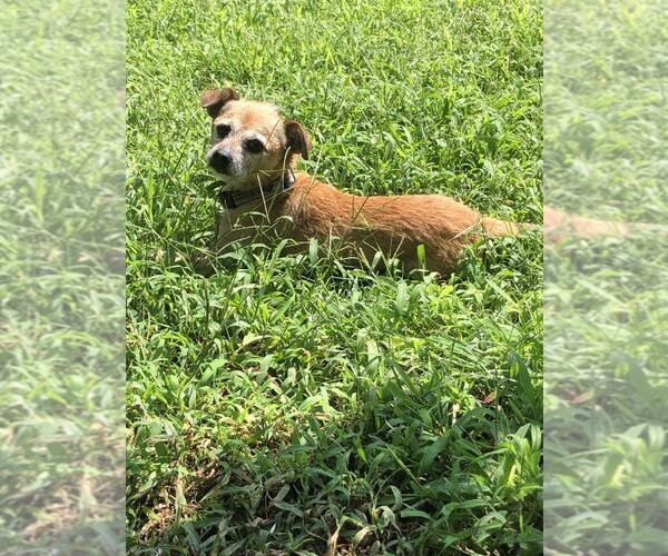 Medium Photo #4 Mutt Puppy For Sale in Spring Lake, NC, USA