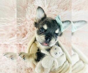 Medium French Bulldog