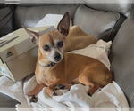 Small Chihuahua