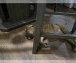 Small Photo #23 American Bully-Boxer Mix Puppy For Sale in HAMMOND, IN, USA