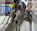 Small Great Dane