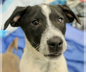 Spot - Male Mutt Dog for Adoption - Photo #2