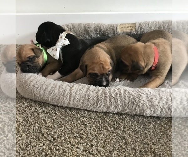 Medium Photo #8 Boxer Puppy For Sale in APPLE CREEK, OH, USA