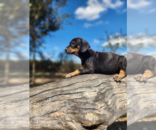 Medium Photo #3 Catahoula Leopard Dog Puppy For Sale in CUMBY, TX, USA