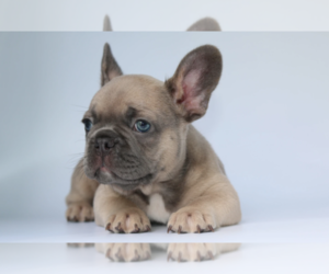 French Bulldog Puppy for sale in DALLAS, TX, USA