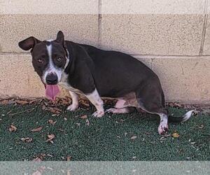 Cooper - Male Mutt Dog for Adoption - Photo #2
