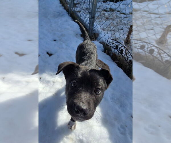 Medium Photo #2 Mutt Puppy For Sale in Minneapolis, MN, USA