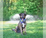 Small #4 Mutt
