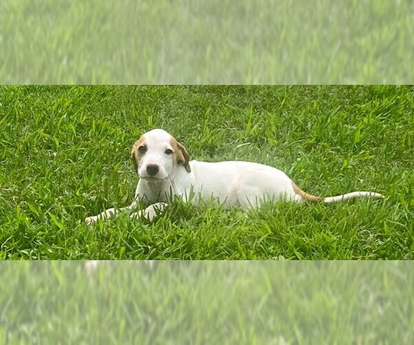 Medium Photo #2 American Pit Bull Terrier-Unknown Mix Puppy For Sale in Chester, VA, USA