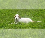 Small #1 American Pit Bull Terrier Mix