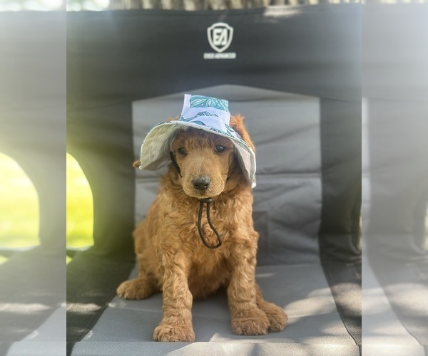 Medium Photo #1 Poodle (Standard) Puppy For Sale in ELKHORN, WI, USA