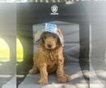 Small Poodle (Standard)