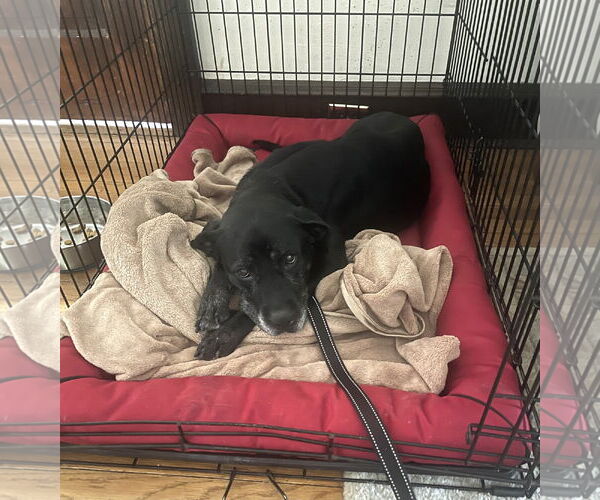 Medium Photo #27 Boxer-Unknown Mix Puppy For Sale in Mount Laurel, NJ, USA