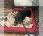 Small #26 Boxer Mix