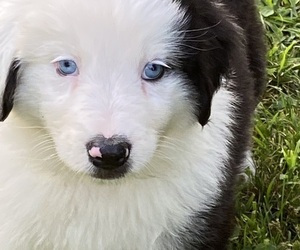 Australian Shepherd Puppy for sale in RANDOLPH, NY, USA