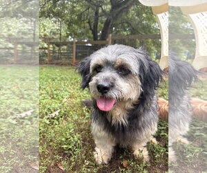 Casper Mar 26 - Male Poodle (Miniature)-Unknown Mix Dog for Adoption - Photo #9