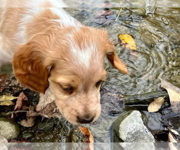 Medium Photo #3 Brittany Puppy For Sale in BERKSHIRE, NY, USA