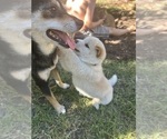 Puppy Yuri Shiba Inu