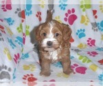 Small Photo #4 Cavapoo-Poodle (Miniature) Mix Puppy For Sale in ORO VALLEY, AZ, USA