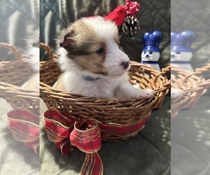 Shetland Sheepdog Puppy for Sale in LOCUST GROVE, Georgia USA