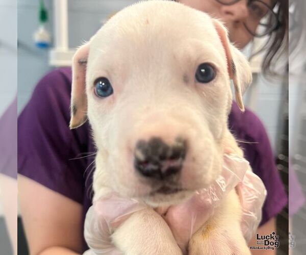 Medium Photo #2 Labrador Retriever-Unknown Mix Puppy For Sale in Washington, DC, USA