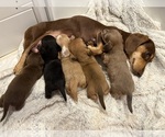 Image preview for Ad Listing. Nickname: Litter of 5