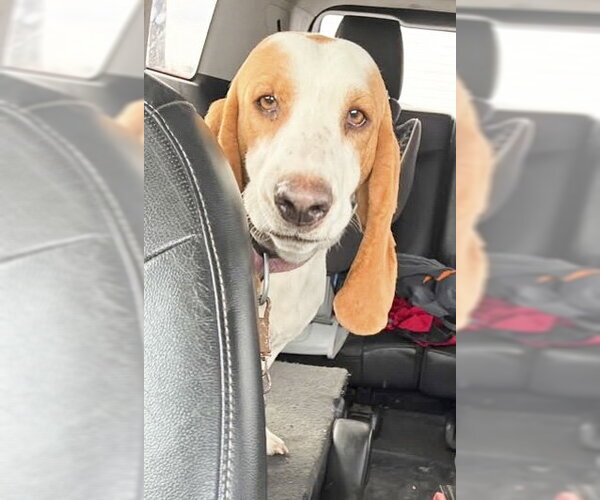 Medium Photo #2 Basset Hound Puppy For Sale in Deepwater, NJ, USA