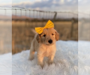 Goldendoodle-Poodle (Standard) Mix Puppy for sale in PORTERVILLE, CA, USA