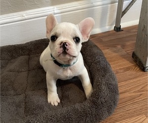 French Bulldog Puppy for sale in LEESBURG, FL, USA