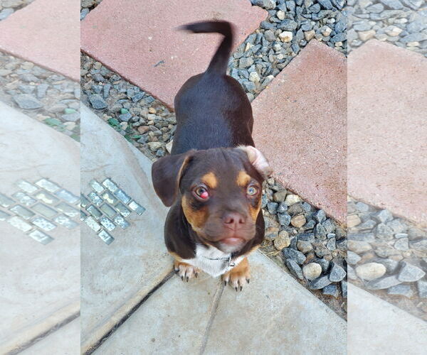 Medium Photo #12 Daug Puppy For Sale in Escondido, CA, USA