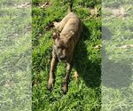 Small Photo #10 Dutch Shepherd -Plott Hound Mix Puppy For Sale in McKinney, TX, USA